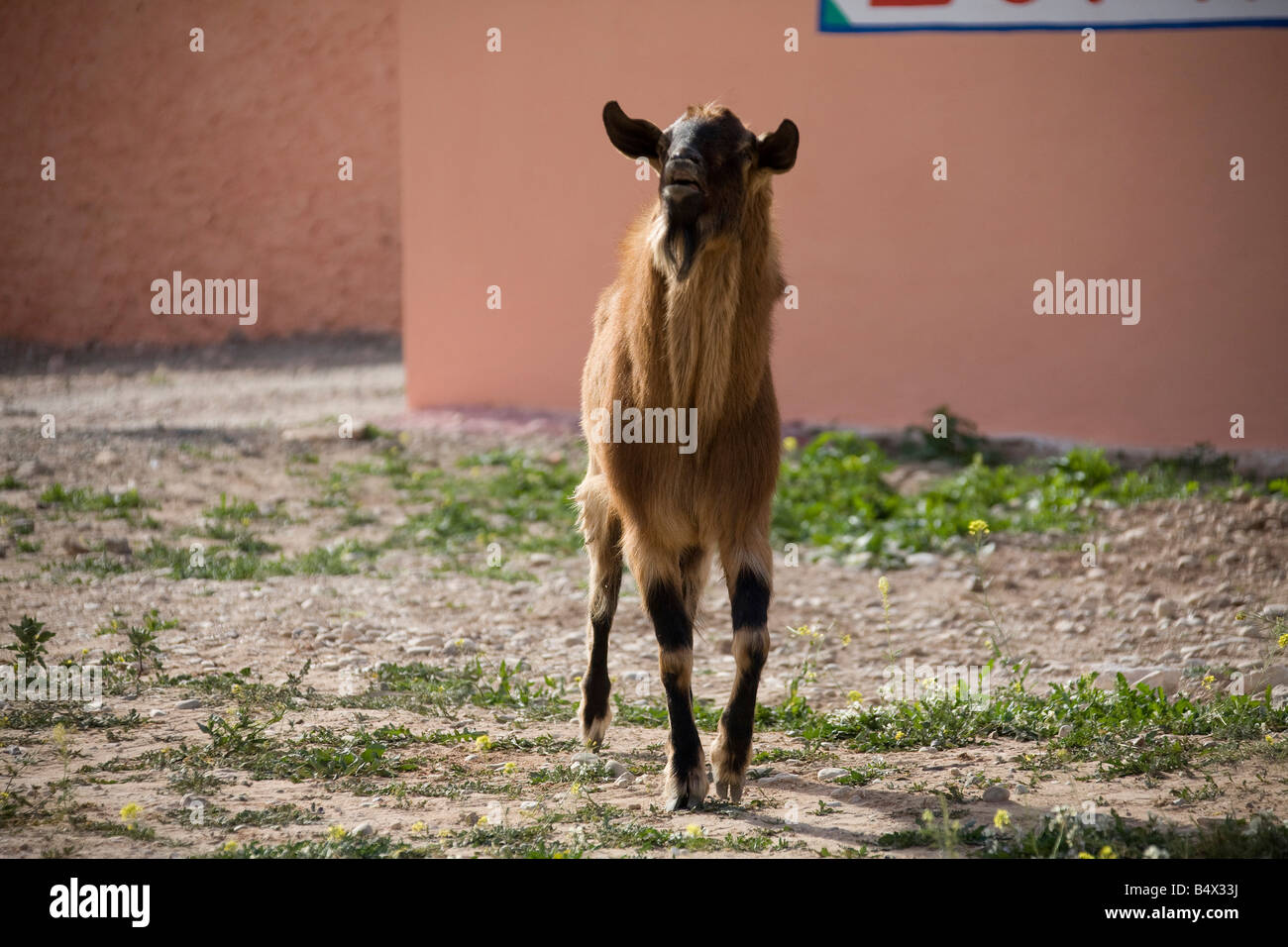 Billy Goat roaming in marokkanischen Farm. Horizontale 80874 Morocco-Ziege Stockfoto