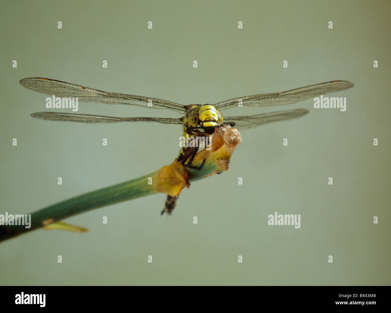 Südlichen Hawker Libelle, Aeshna Cyanea, weiblich. Kent, Südengland, Großbritannien. Stockfoto