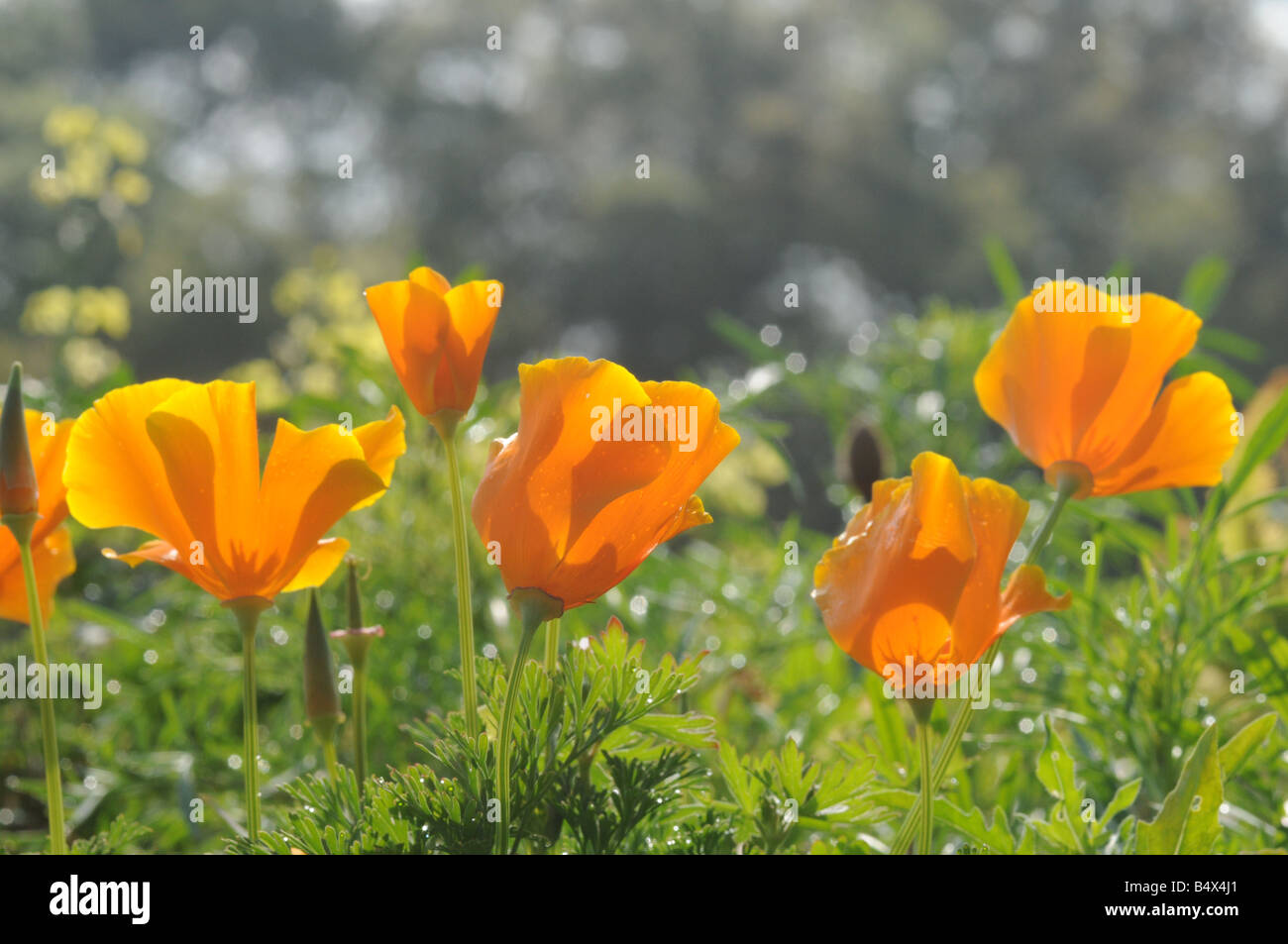 Feld gelb orange Blumen-USA Stockfoto