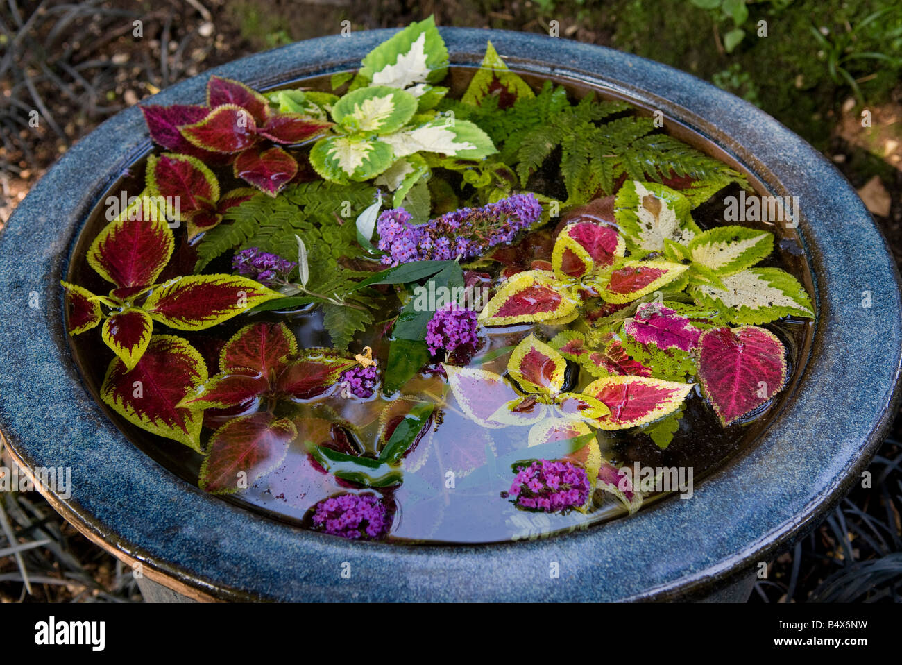 Schüssel mit exotischen verlässt, tropischen Garten, Gardone, Gardasee, Italien Stockfoto