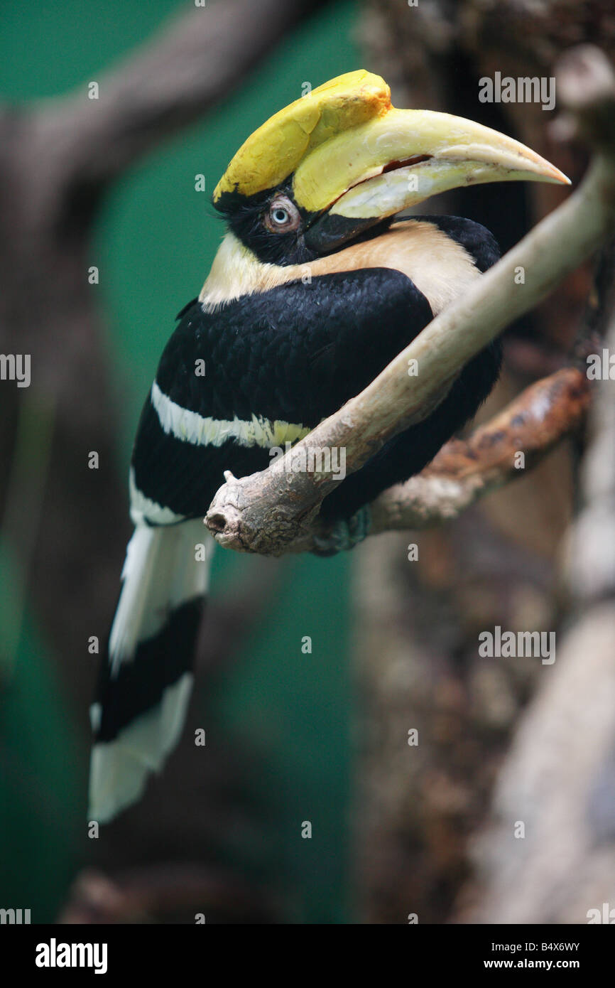 Großes Hornbill Stockfoto