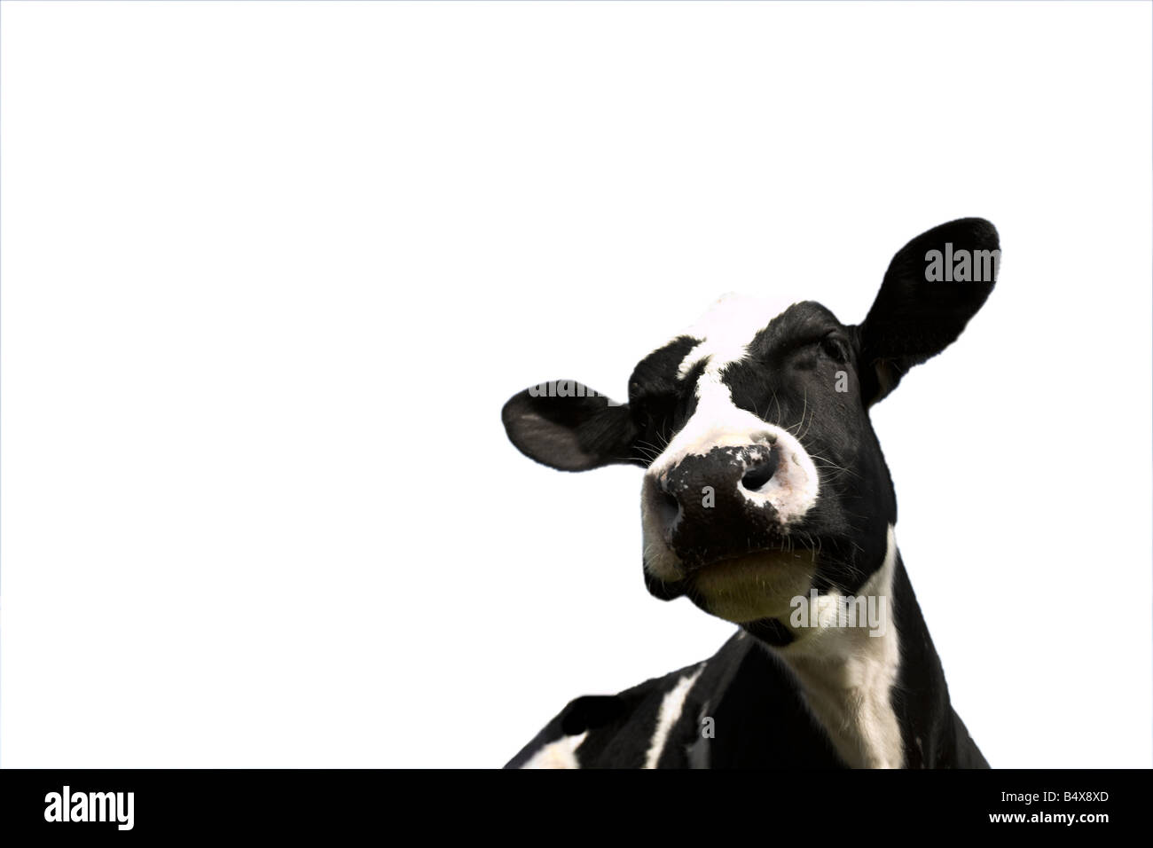 Der Kopf einer schwarzbunte Kuh auf weißem Hintergrund mit den Tieren die Ohren voll, isoliert. Stockfoto