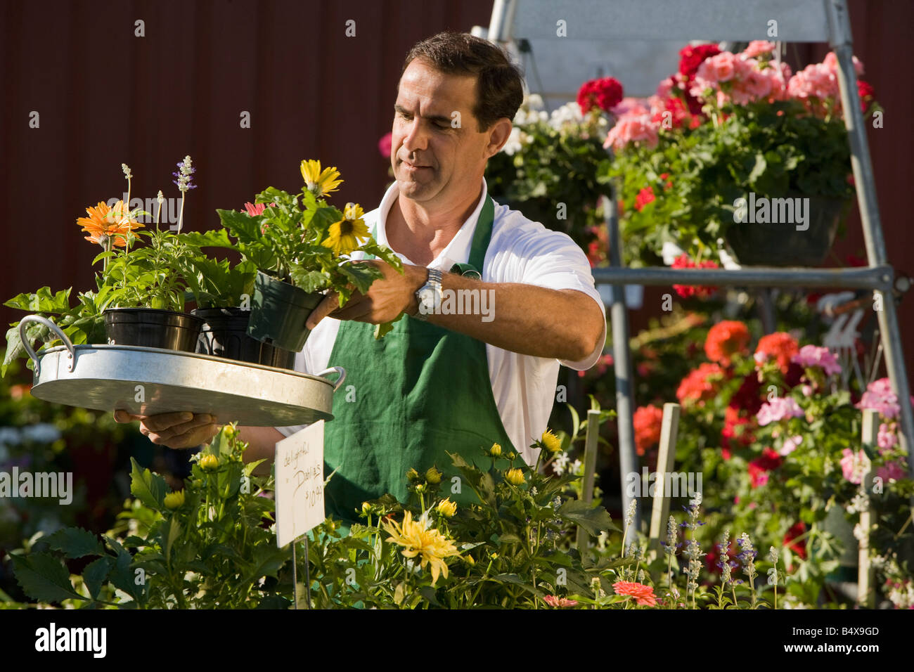 Mann, arbeitet im Garten-center Stockfoto