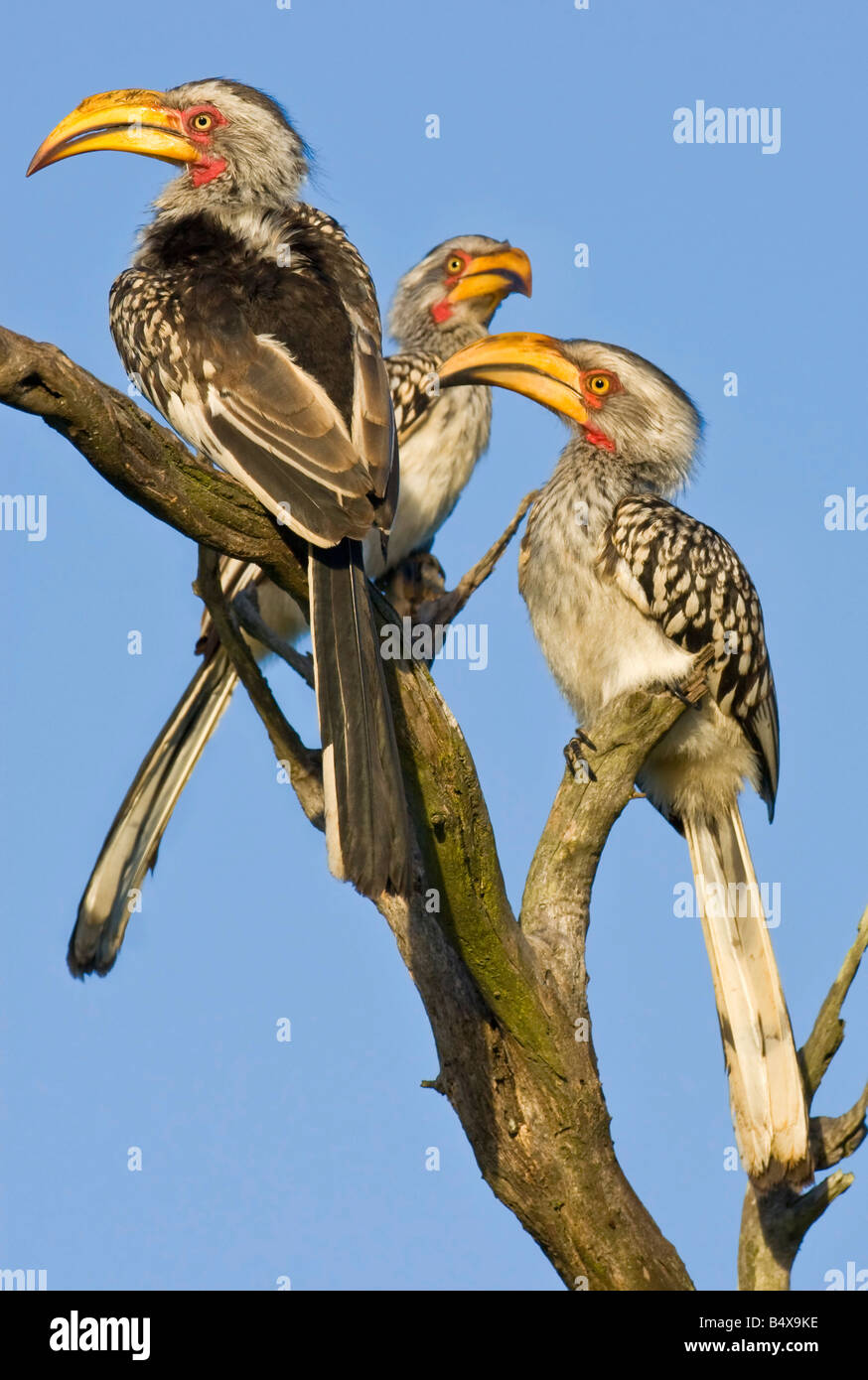 Drei Vögel thront auf Ast Stockfoto