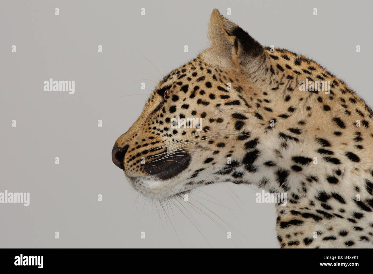 Nahaufnahme von leopard Stockfoto