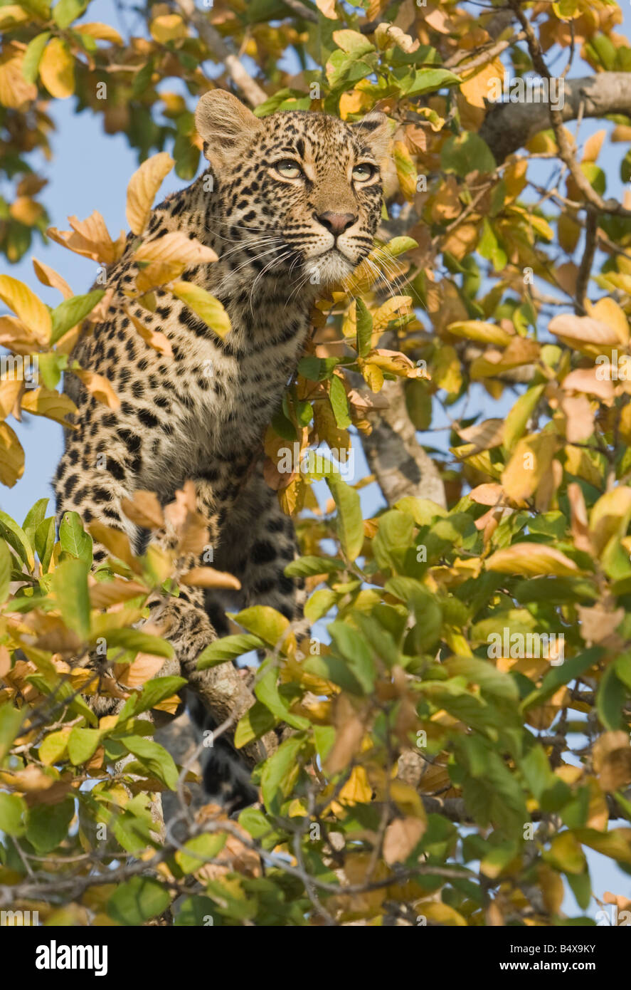 Leopard im Baum Stockfoto
