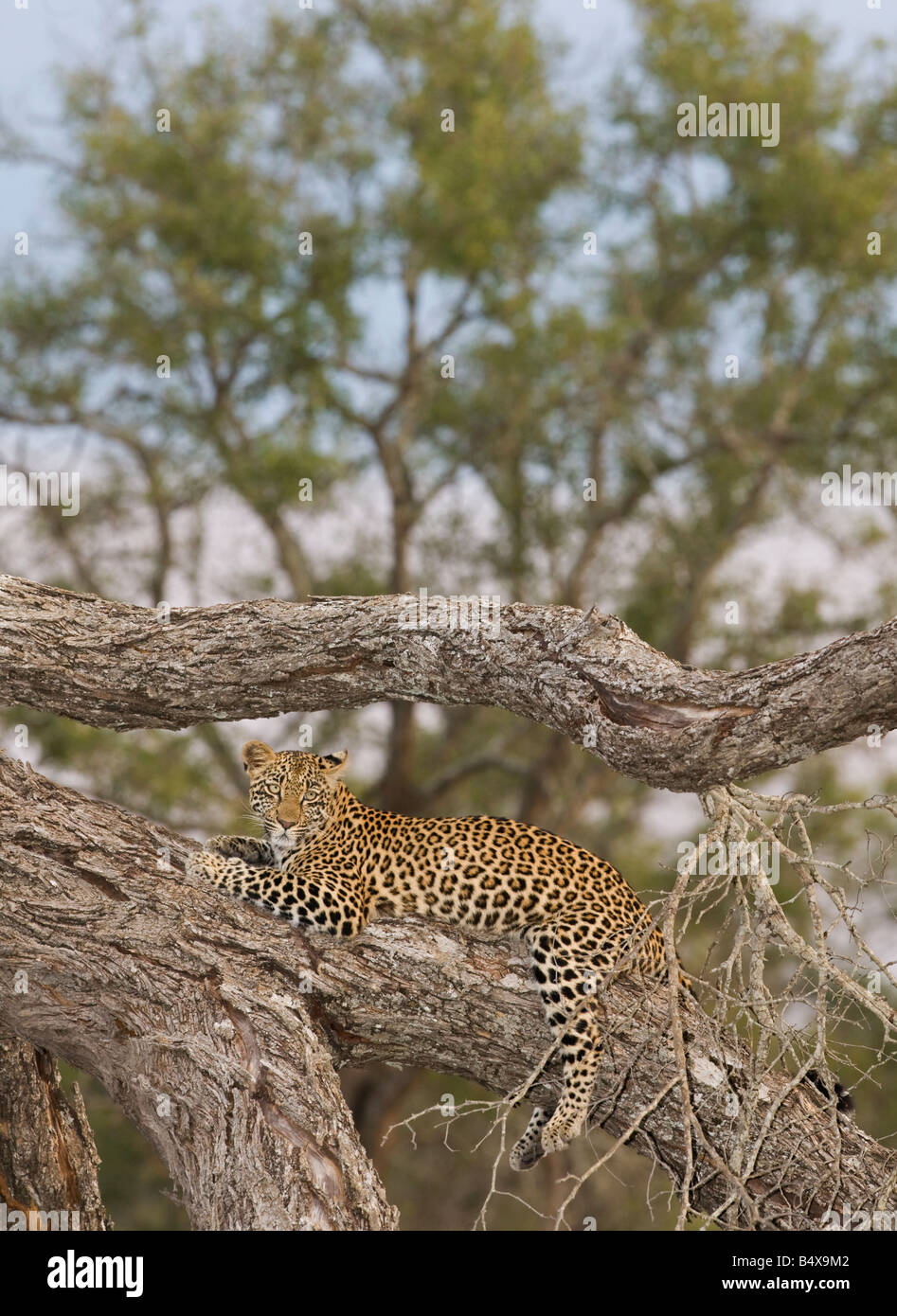 Leoparden im Baum ruht Stockfoto
