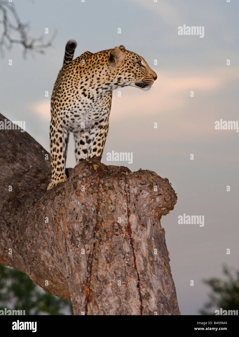 Leopard im Baum stehen Stockfoto
