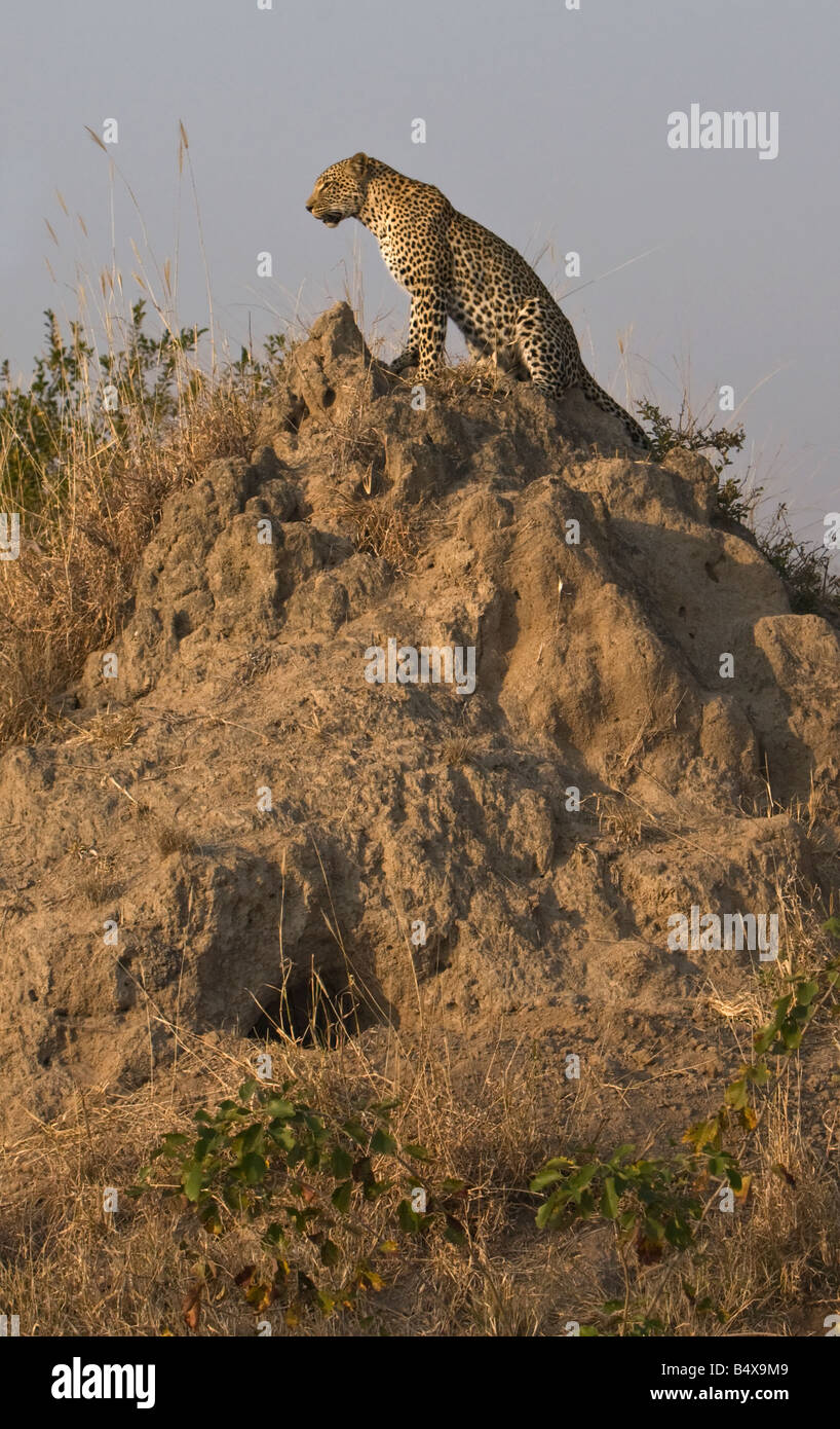 Leopard sitzt Schmutz montieren Stockfoto