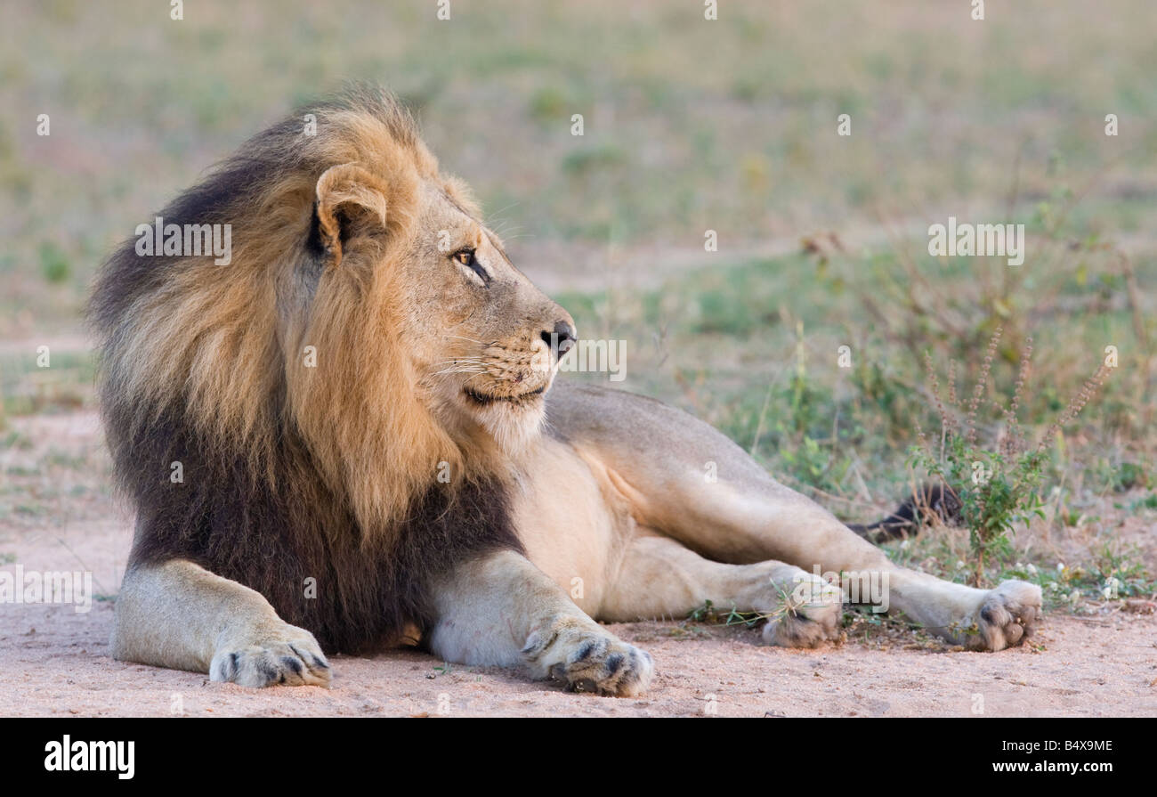 Löwe liegend im Dreck Stockfoto