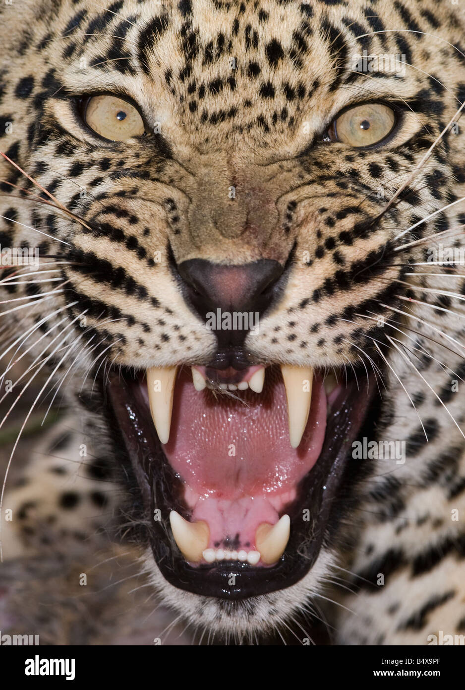 Nahaufnahme eines Leoparden Knurren Stockfoto