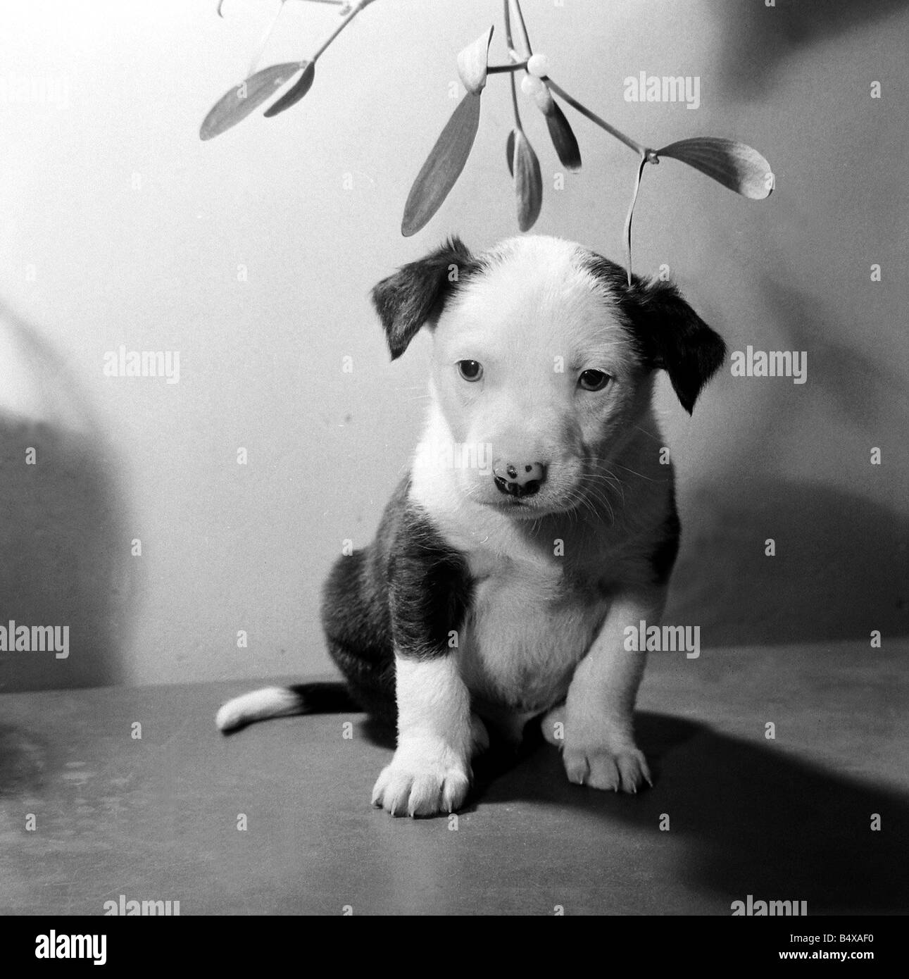 Tiere Hunde Weihnachten Welpen an die PDSA sitzen unter dem Mistelzweig Stockfoto