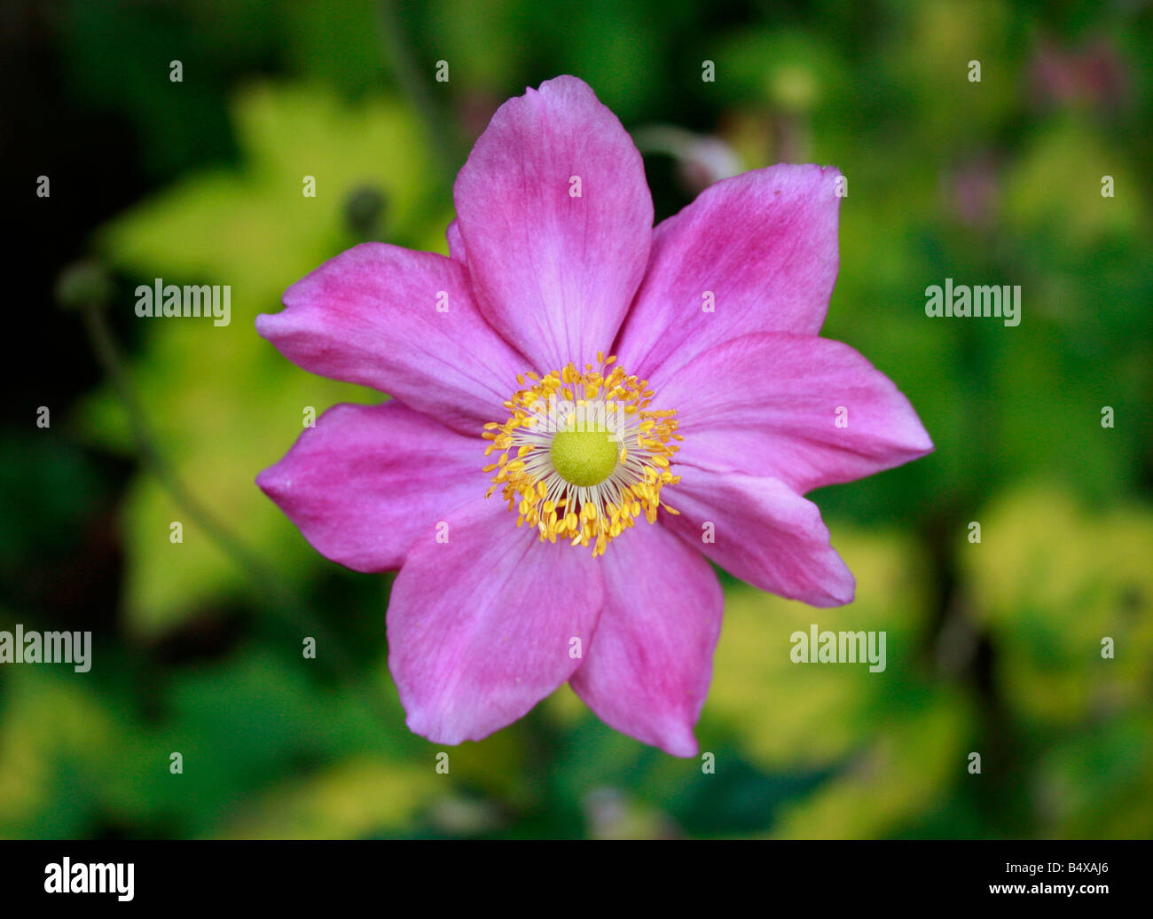 Anemone Japonica - tief rosa lila Stockfoto