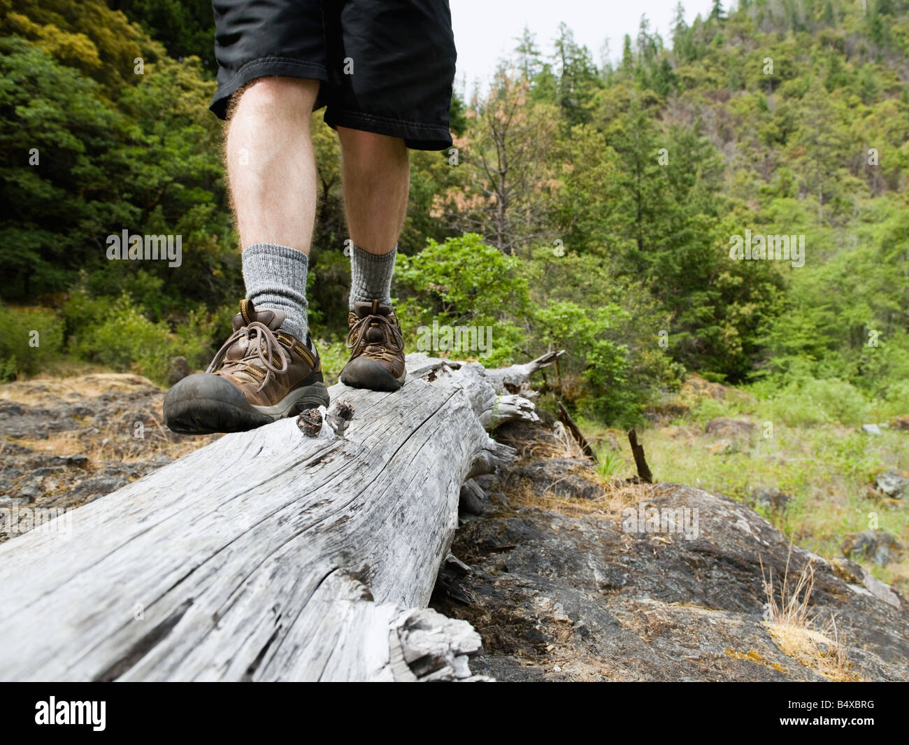 Wanderer, balancing auf Baumstamm Stockfoto
