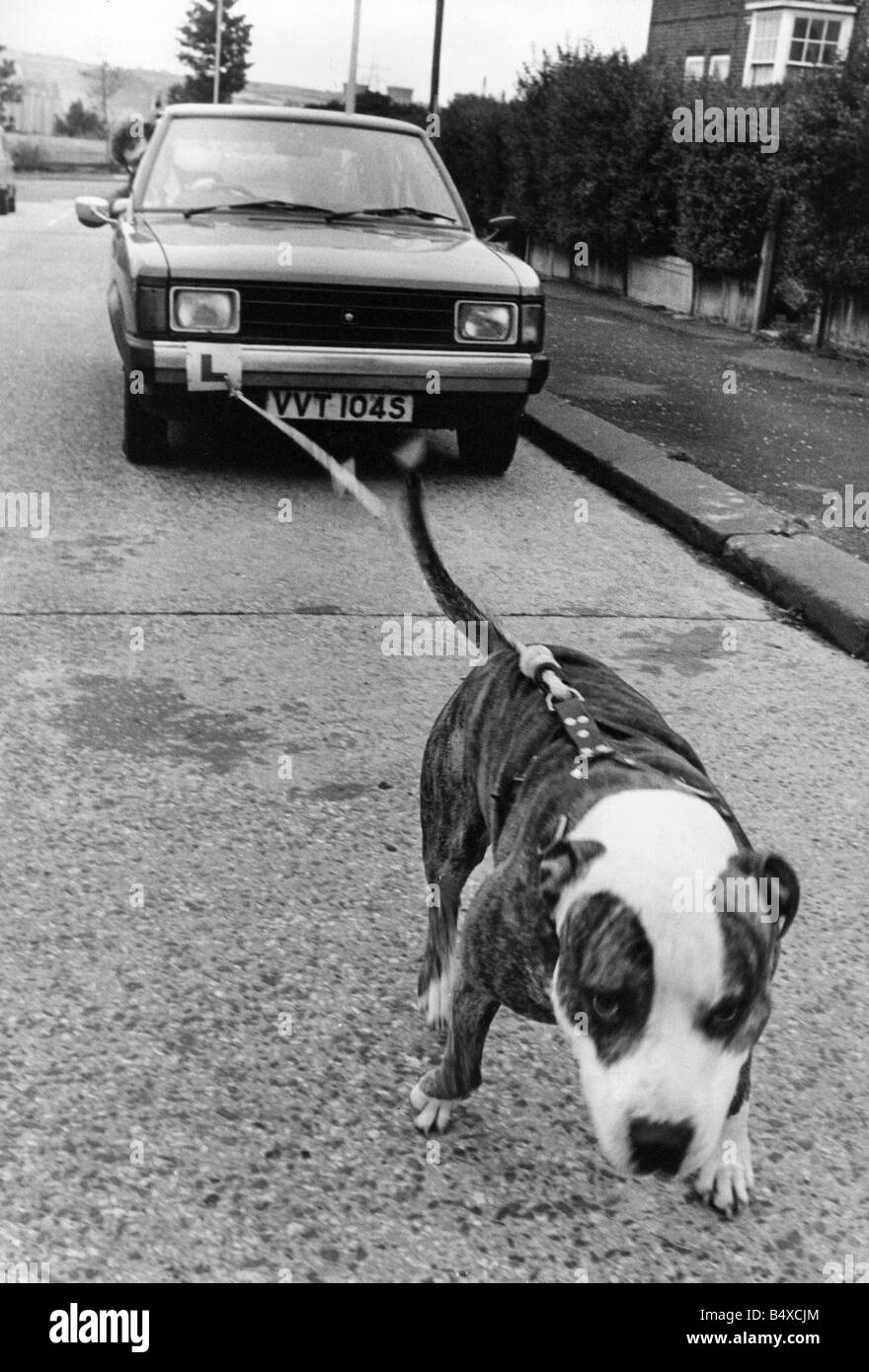 Spartacus Filmschaffender Pit Bull Hund zieht ein Auto Stockfoto