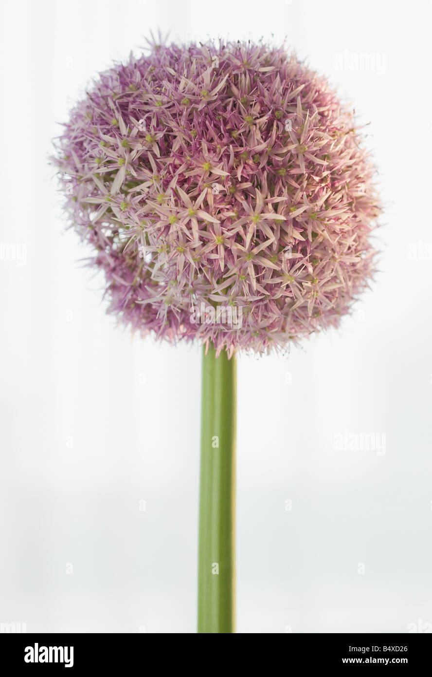 Nahaufnahme von Runde Blume Stockfoto