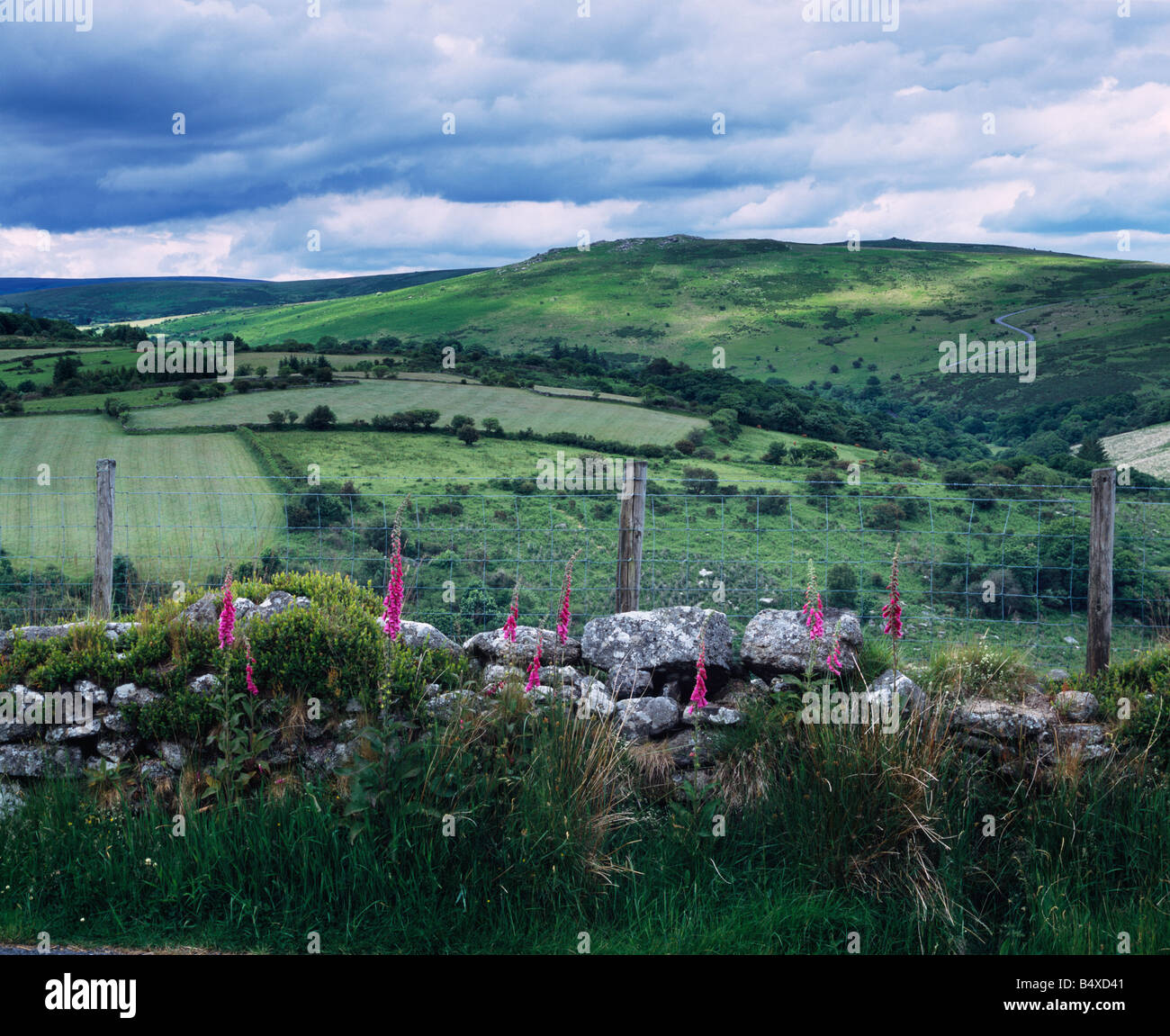 Fuchshandschuhe wachsen entlang einer Trockensteinmauer in der Nähe von Hexworthy im Dartmoor National Park, Devon, England. Über der Mauer liegen das Dart Valley, Yar Tor und Corndon Tor. Stockfoto