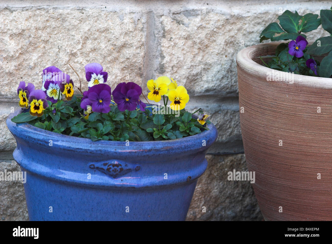 Nahaufnahme von Violas, die in einem blauen Keramiktopf/Behälter in einem englischen Garten gepflanzt wurden Stockfoto