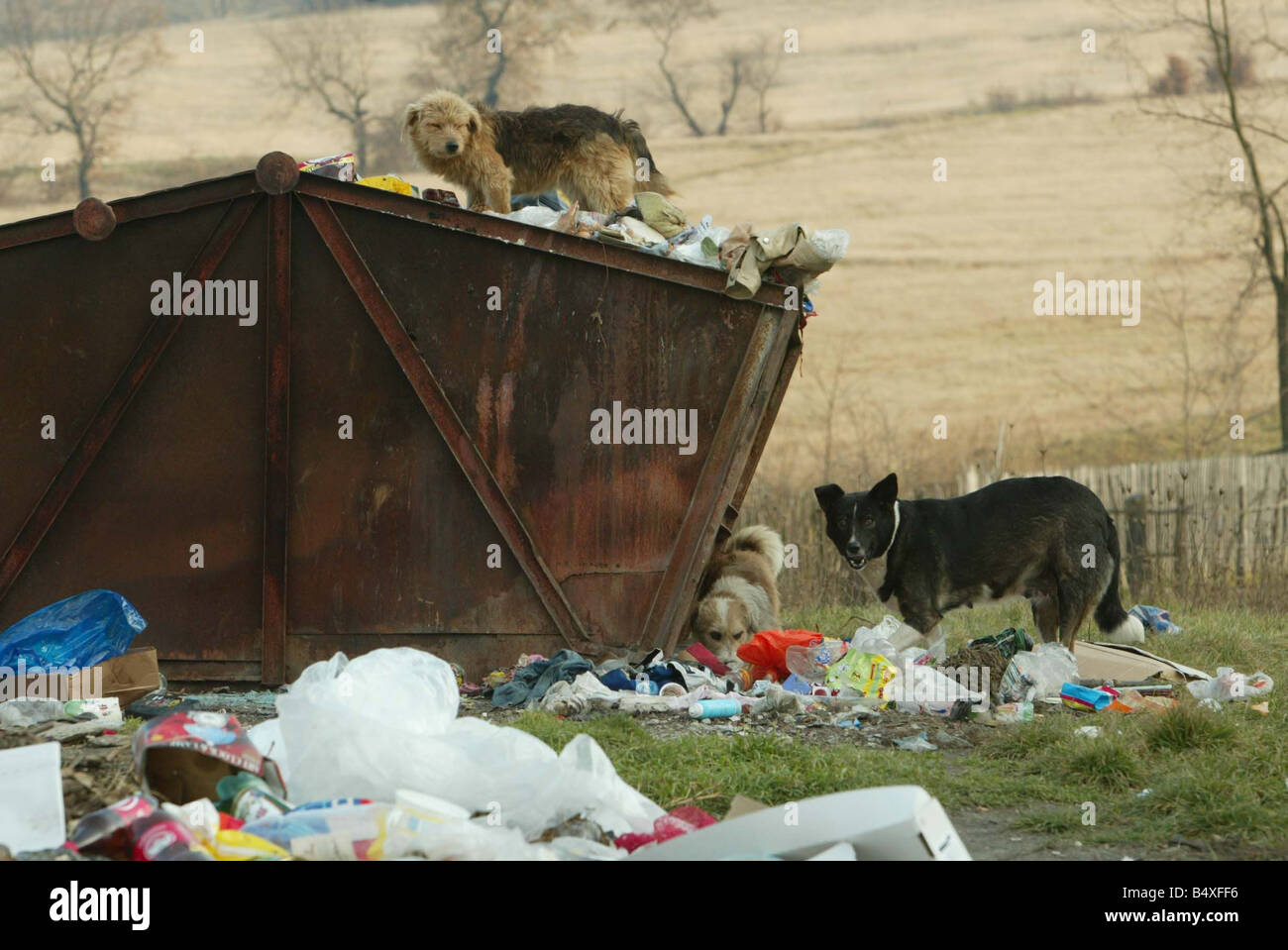 Copsa Mica Rumänien November 2006 Copsa Mica Europas die meisten verschmutzten Ort streunende Hunde für Lebensmittel in den Müll geworfen in der Stadt, die der Hunde sind aus Bukarest gebracht und loszulassen jagen, so dass sie die Straßen der Streuner in der Hauptstadt zu löschen Stockfoto