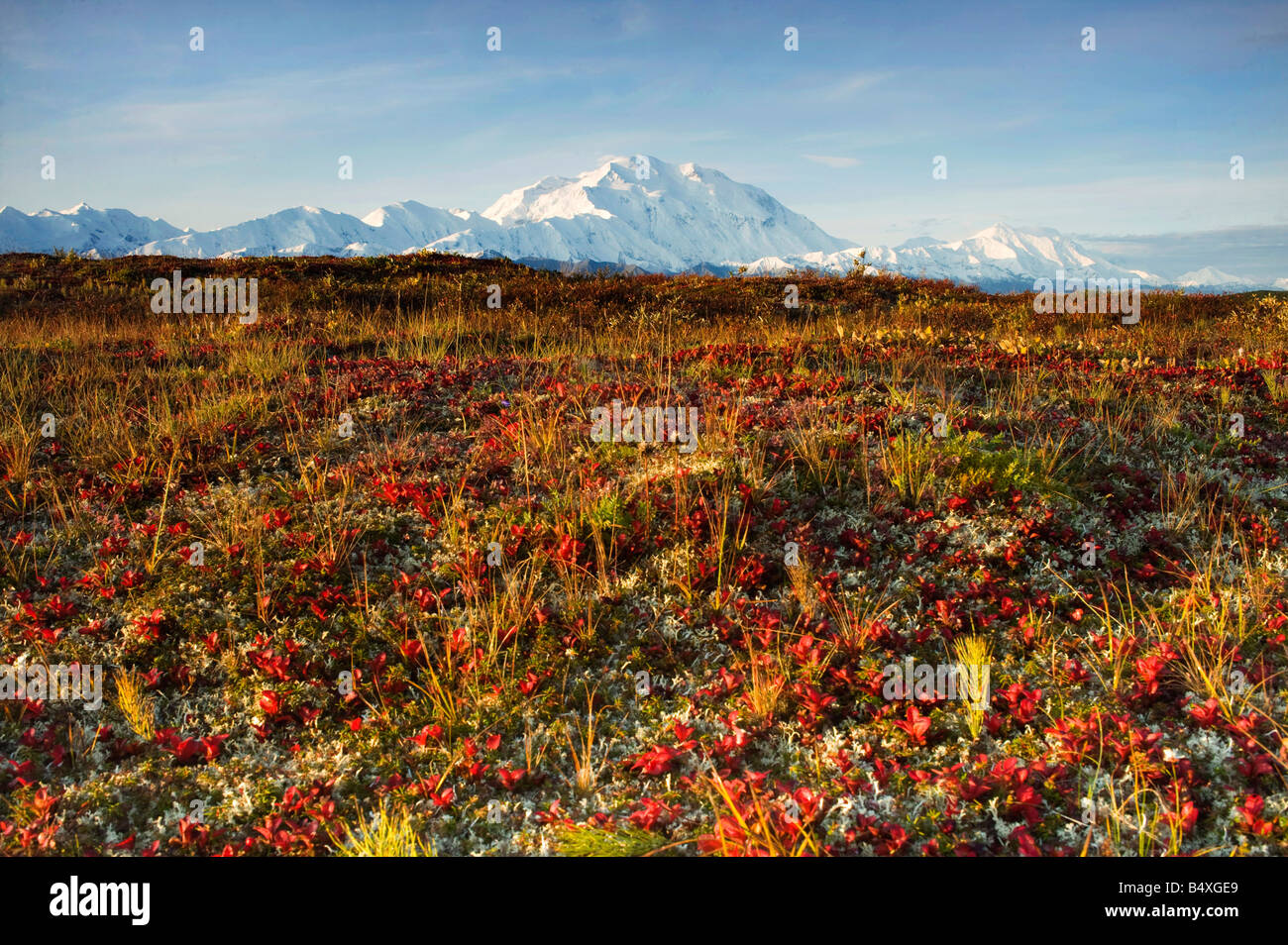 Mount Mckinley im Herbst, Denali-Nationalpark, Alaska Stockfoto