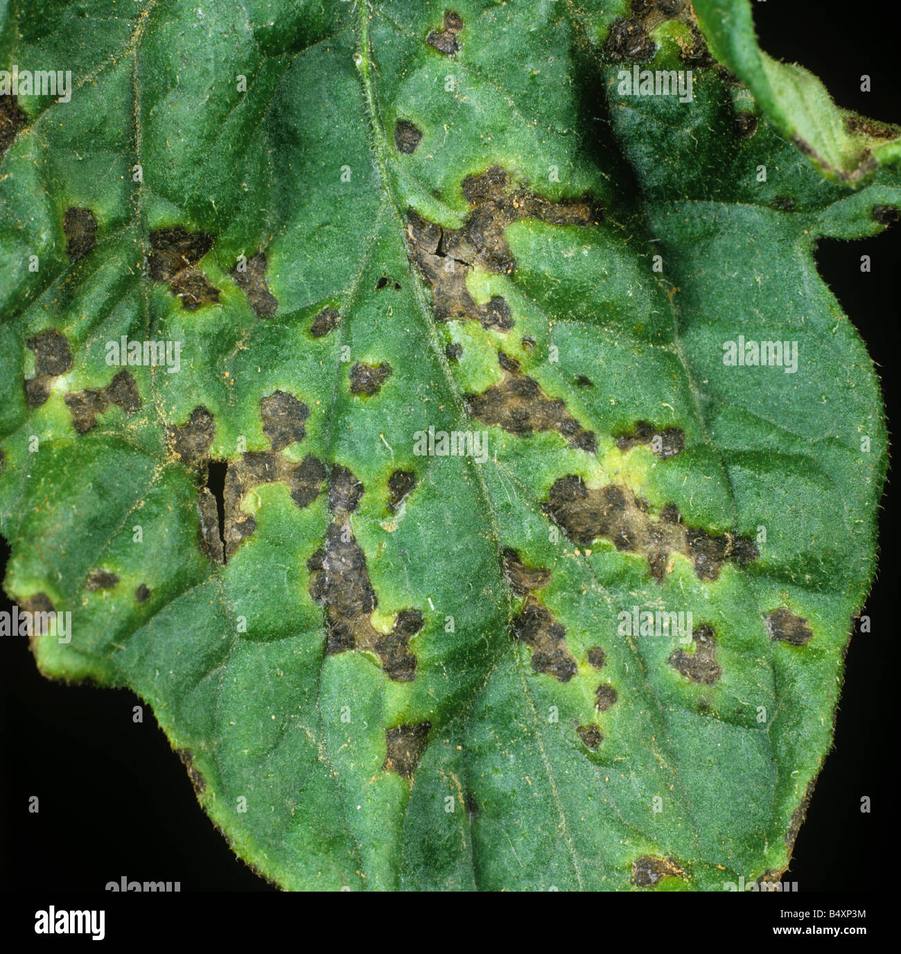 Bakterielle Fäulnis Xanthomonas Campestris Infektion auf eine Tomate Blatt Thailand Stockfoto