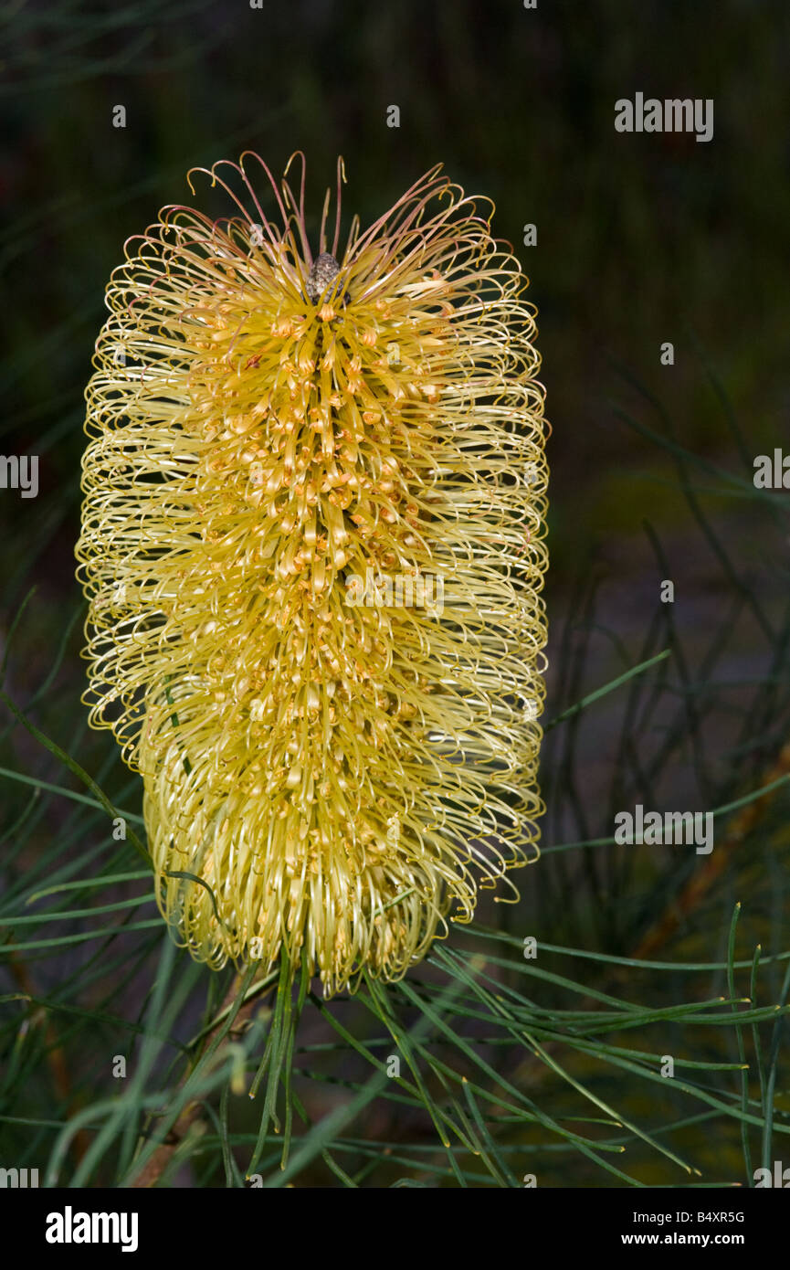 Lesueur oder Kiefer Banksien (Banksia Tricuspis) Blütenstand mit voll Blumen geöffnet, Kulturpflanze, Banksia Farm Mt Barker Stockfoto