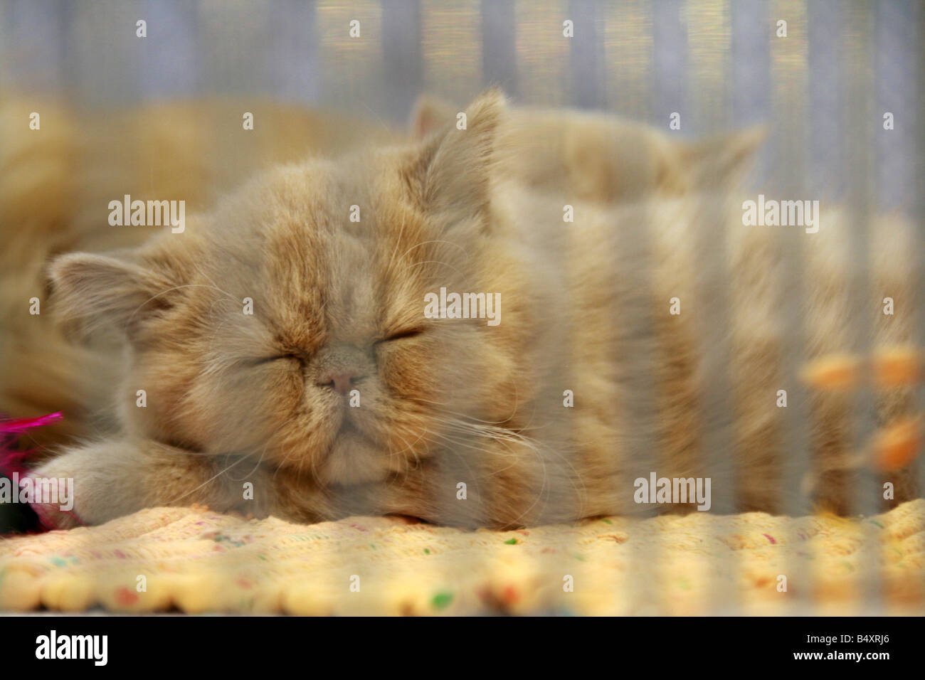 süße müde Katze schlafen in Käfig am Katzenausstellung in Rom Stockfoto