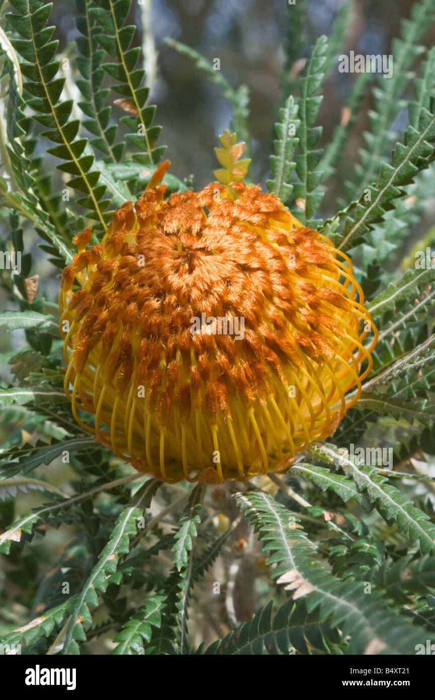 Die banksias Fotos und Bildmaterial in hoher Auflösung Alamy