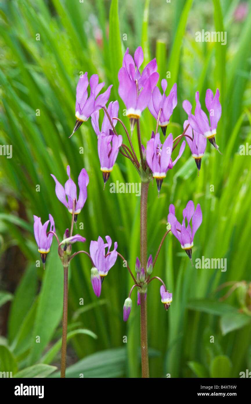 Sternschnuppen oder American Schlüsselblume (Dodecatheon sp.) Branklyn Garden Perth Perthshire Schottland UK Europa Mai Stockfoto