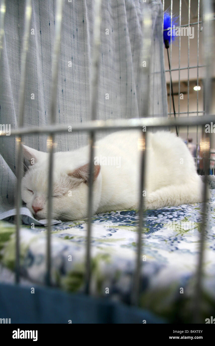 süße müde Katze schlafen in Käfig am Katzenausstellung in Rom Stockfoto