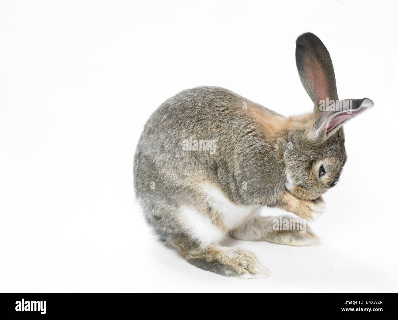 Wilde, inländische Kaninchen auf weißem Hintergrund. Ausschnitt. Stockfoto