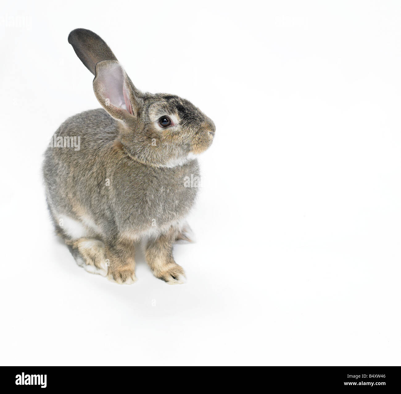 Wilde, inländische Kaninchen auf weißem Hintergrund. Ausschnitt. Stockfoto