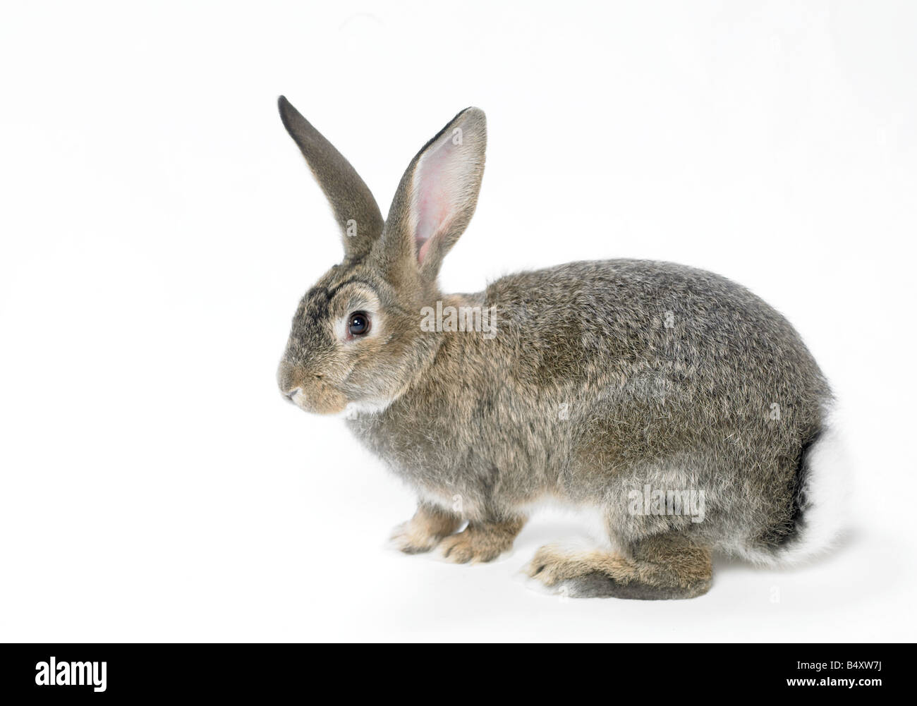 Wilde, inländische Kaninchen auf weißem Hintergrund. Ausschnitt. Stockfoto