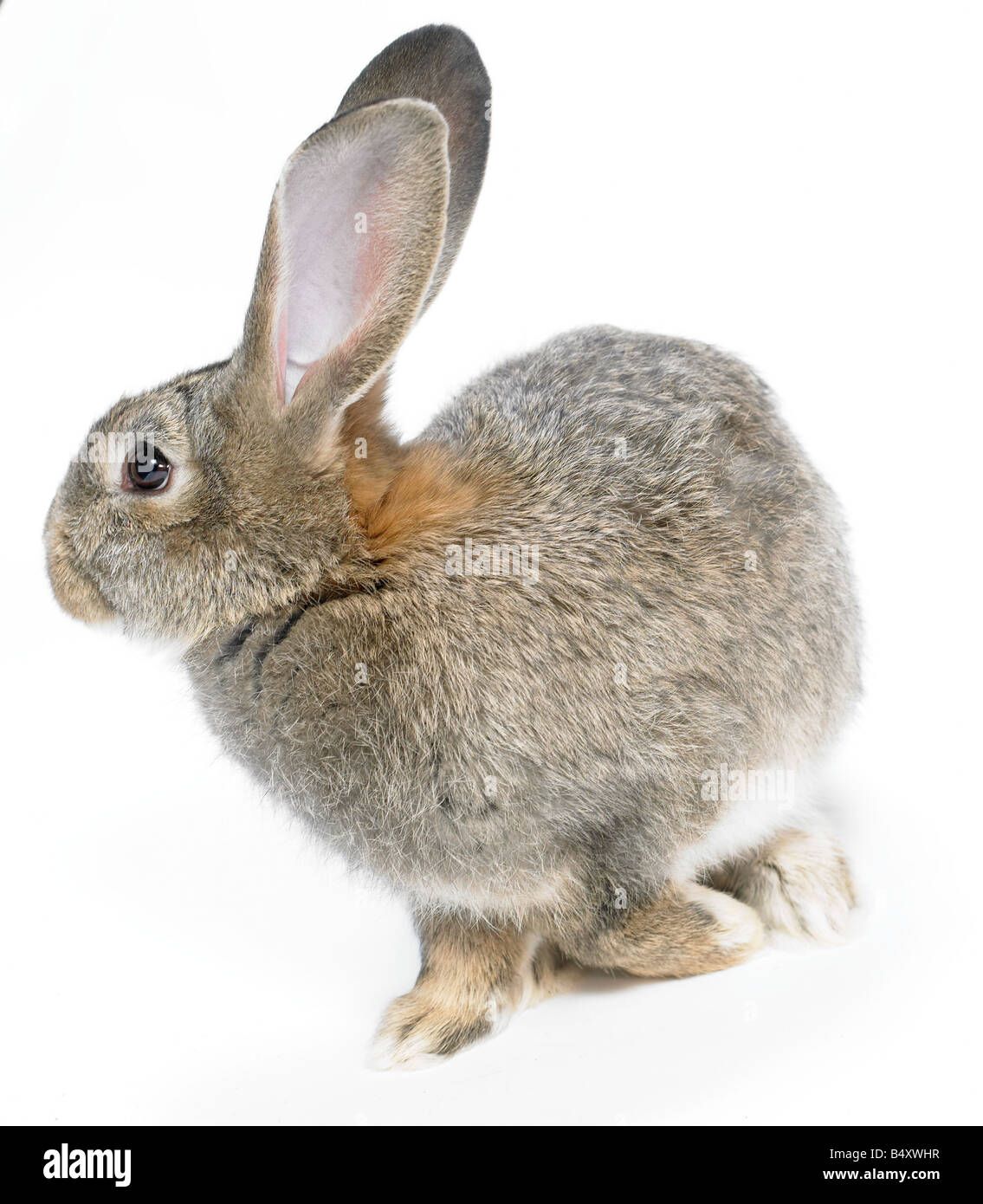Wilde, inländische Kaninchen auf weißem Hintergrund. Ausschnitt. Stockfoto