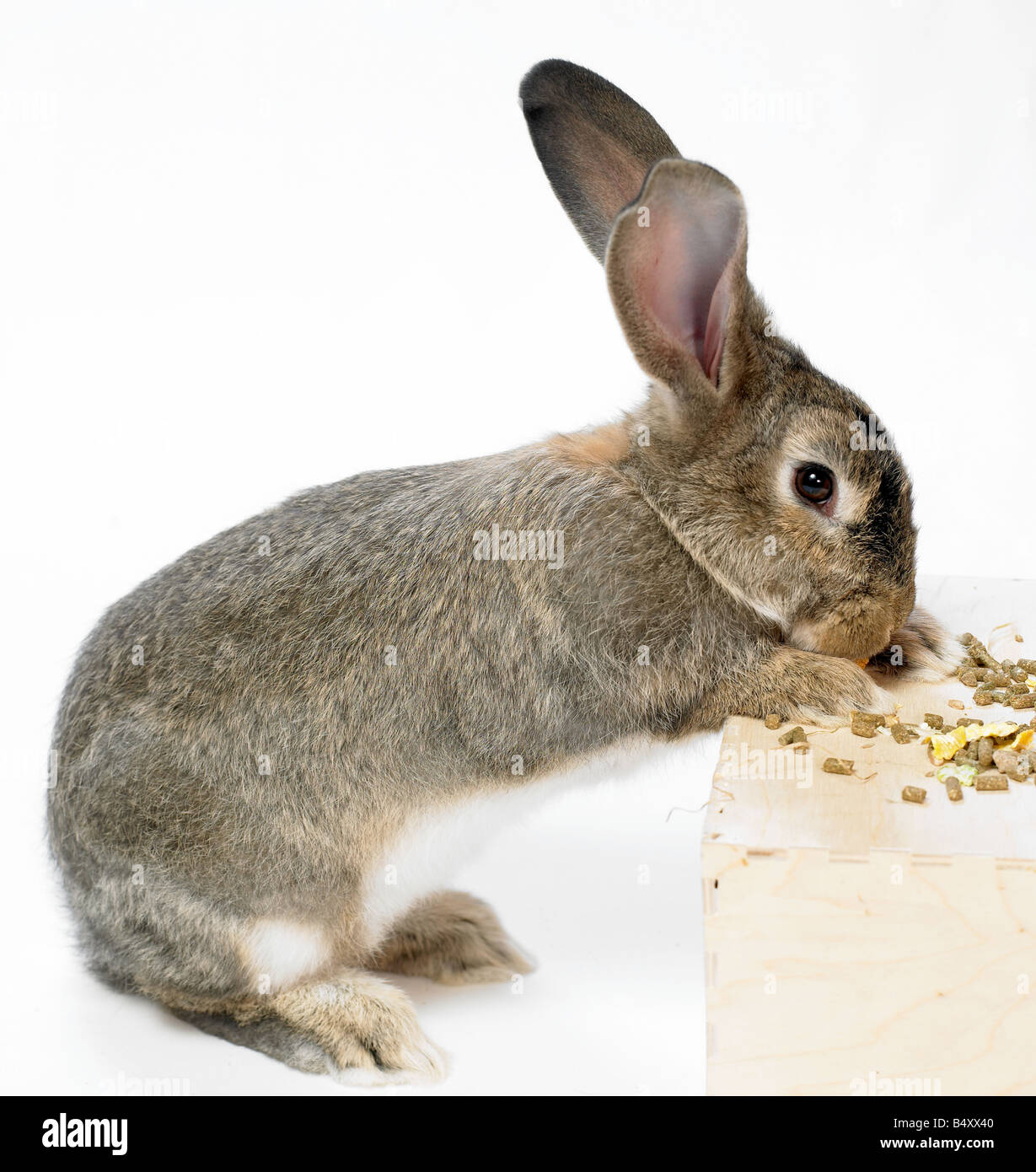 Wilde, inländische Kaninchen auf weißen background.feeding Stockfoto