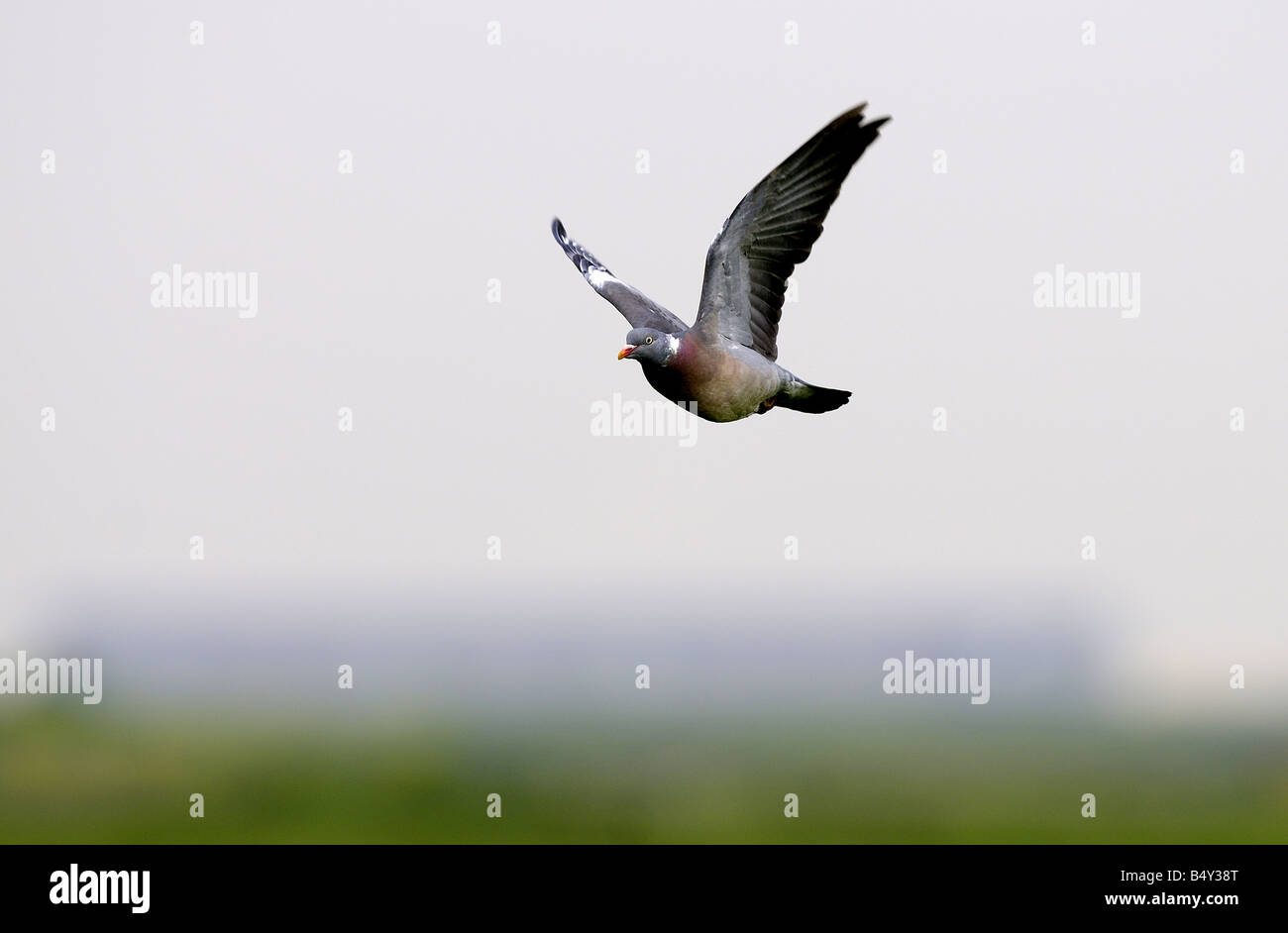 Holz Pidgeon fliegen Rainham Sümpfe Essex 06 06 2008 Credit Garry Bowden Stockfoto