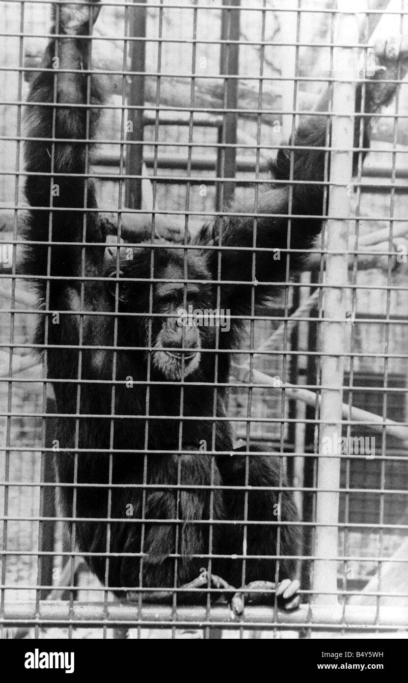 Zoo Tiere Affen Schimpanse John Aspinall riß Apr 89 ein Kind s arm Stockfoto