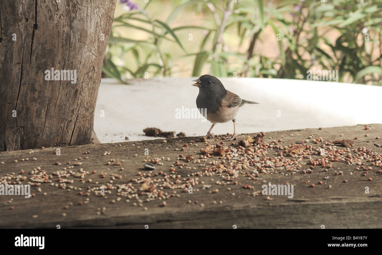 dunkel-gemustertes Oregon Junco Essen Samen Stockfoto