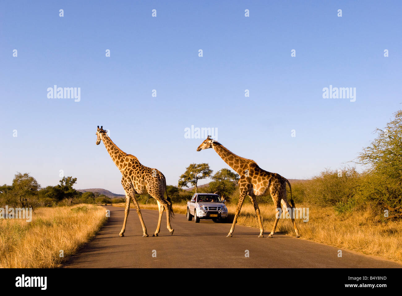 Giraffen, Kruger National Park, Mpumalanga, Südafrika Stockfoto