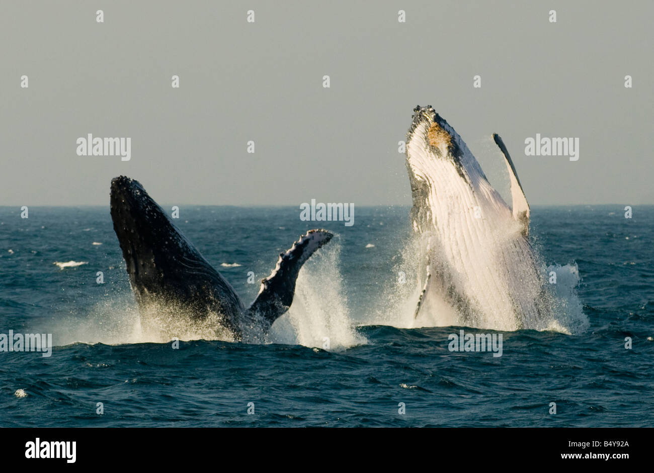 Wale, St. Lucia, Kwazulu, Südafrika Stockfoto