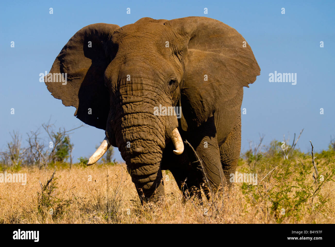 Elefant, Kruger National Park, Mpumalanga, Südafrika Stockfoto