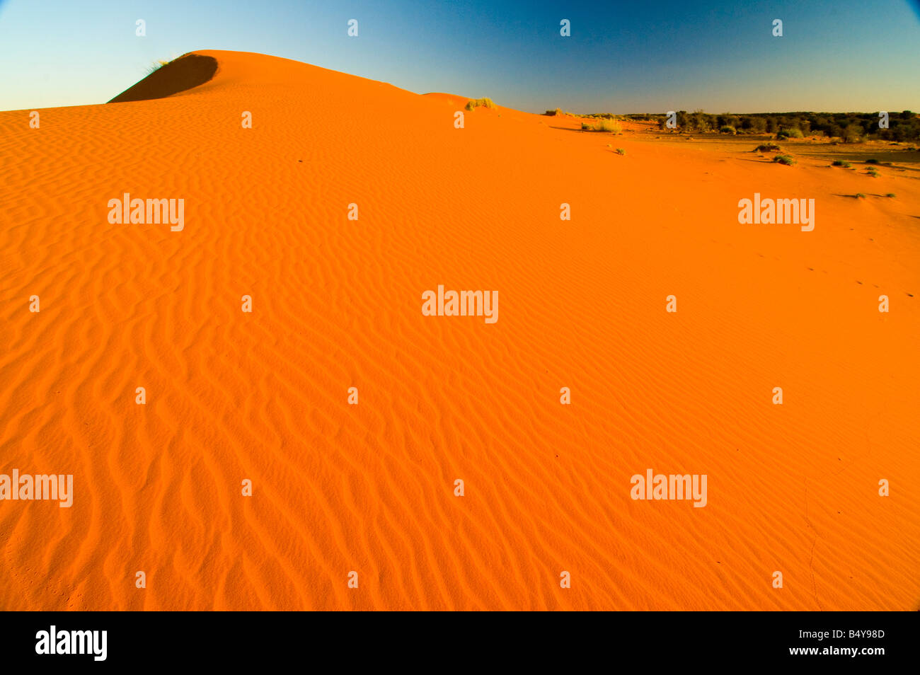 Rote Dünen, Kgalagadi Transfrontier Park, Kalahari-Wüste, Nordkap, Südafrika Stockfoto