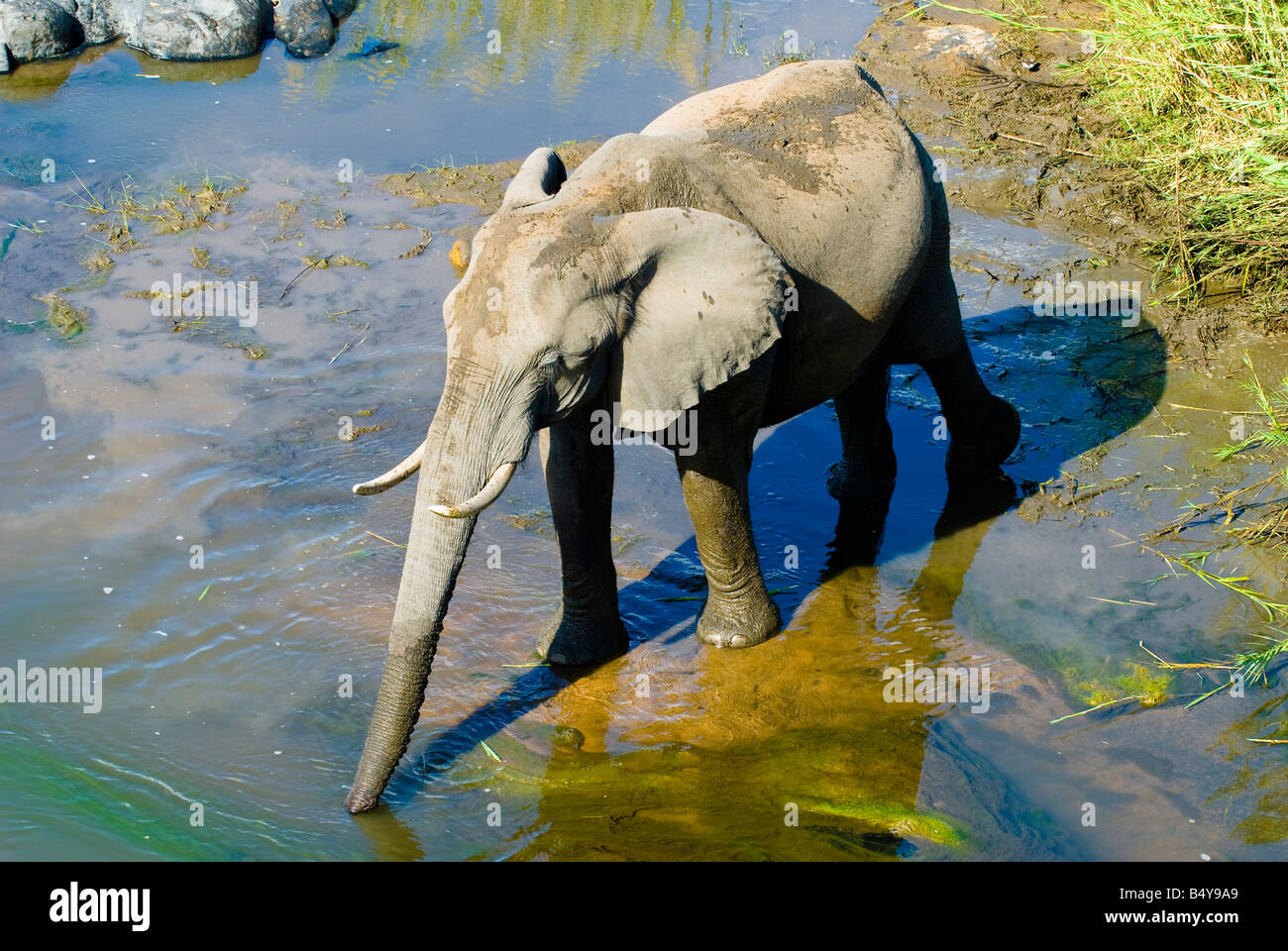 Elefant, Kruger National Park, Mpumalanga, Südafrika Stockfoto