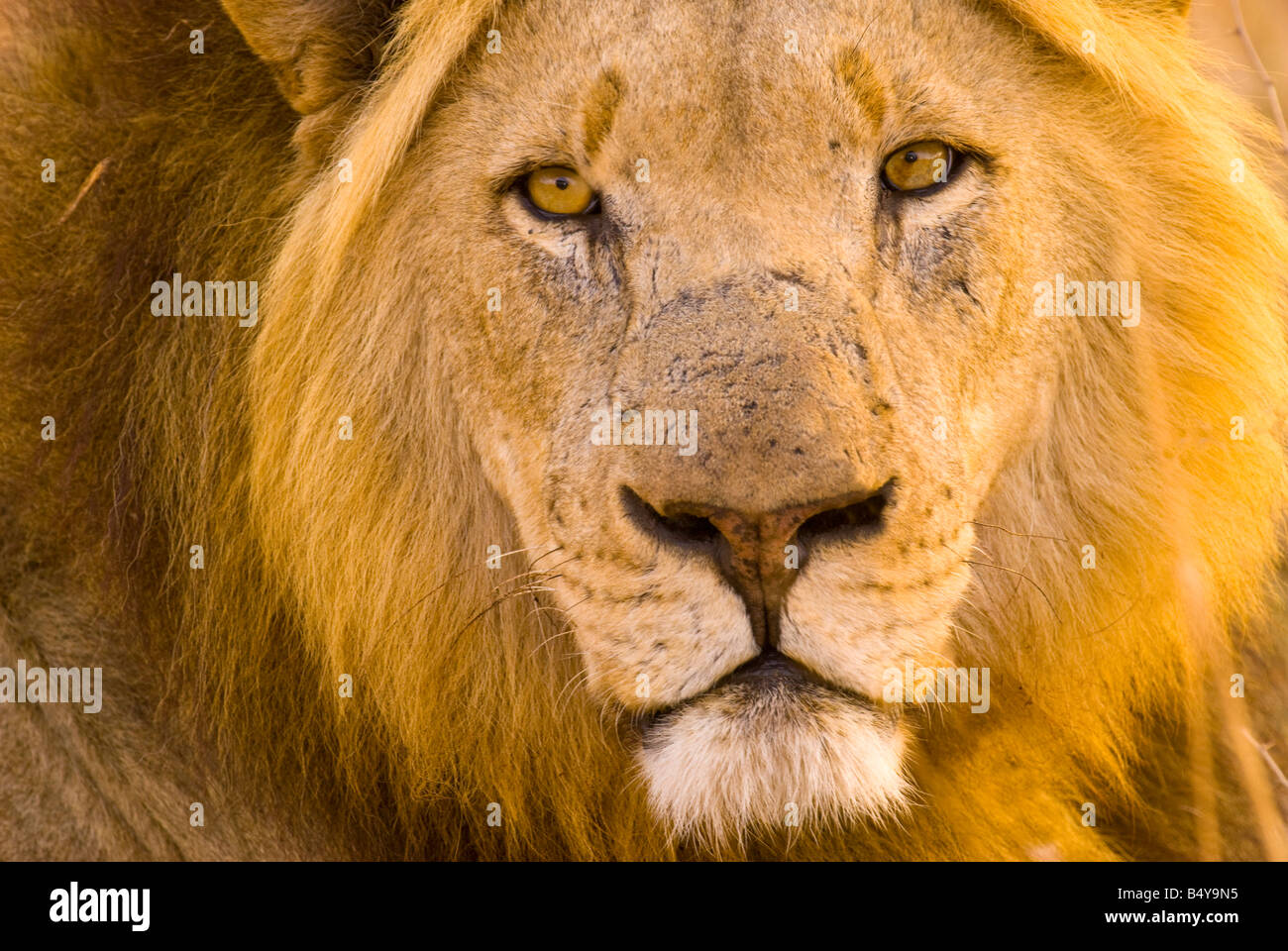 Löwe, Kruger National Park, Mpumalanga, Südafrika Stockfoto