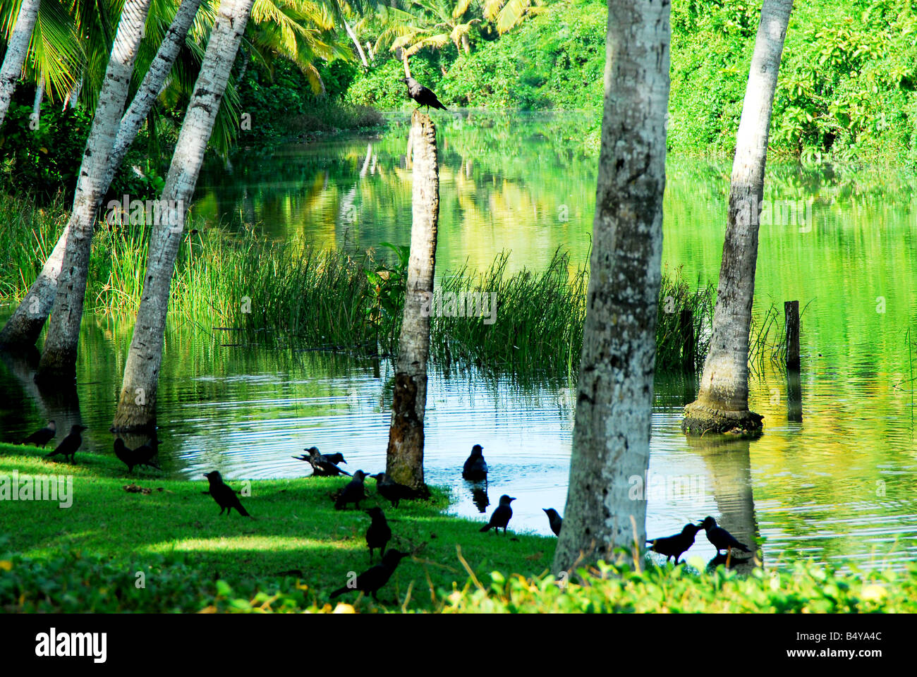 Poovar See, in der Nähe von Trivandrum Kerala Stockfoto