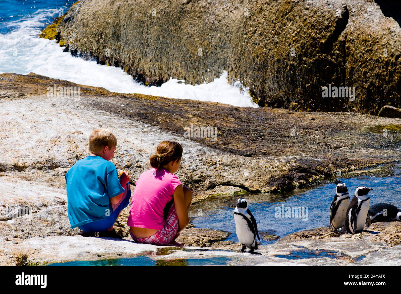Afrikanische Pinguine, Kinder, Boulders Beach, Simons Town, Western Cape, Südafrika Stockfoto