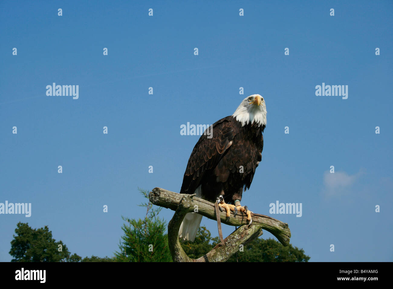 Weißkopfseeadler einen weißen Kopf mit markanten schwarzen Gefieder an der Raptor Centre in Groombridge Stockfoto