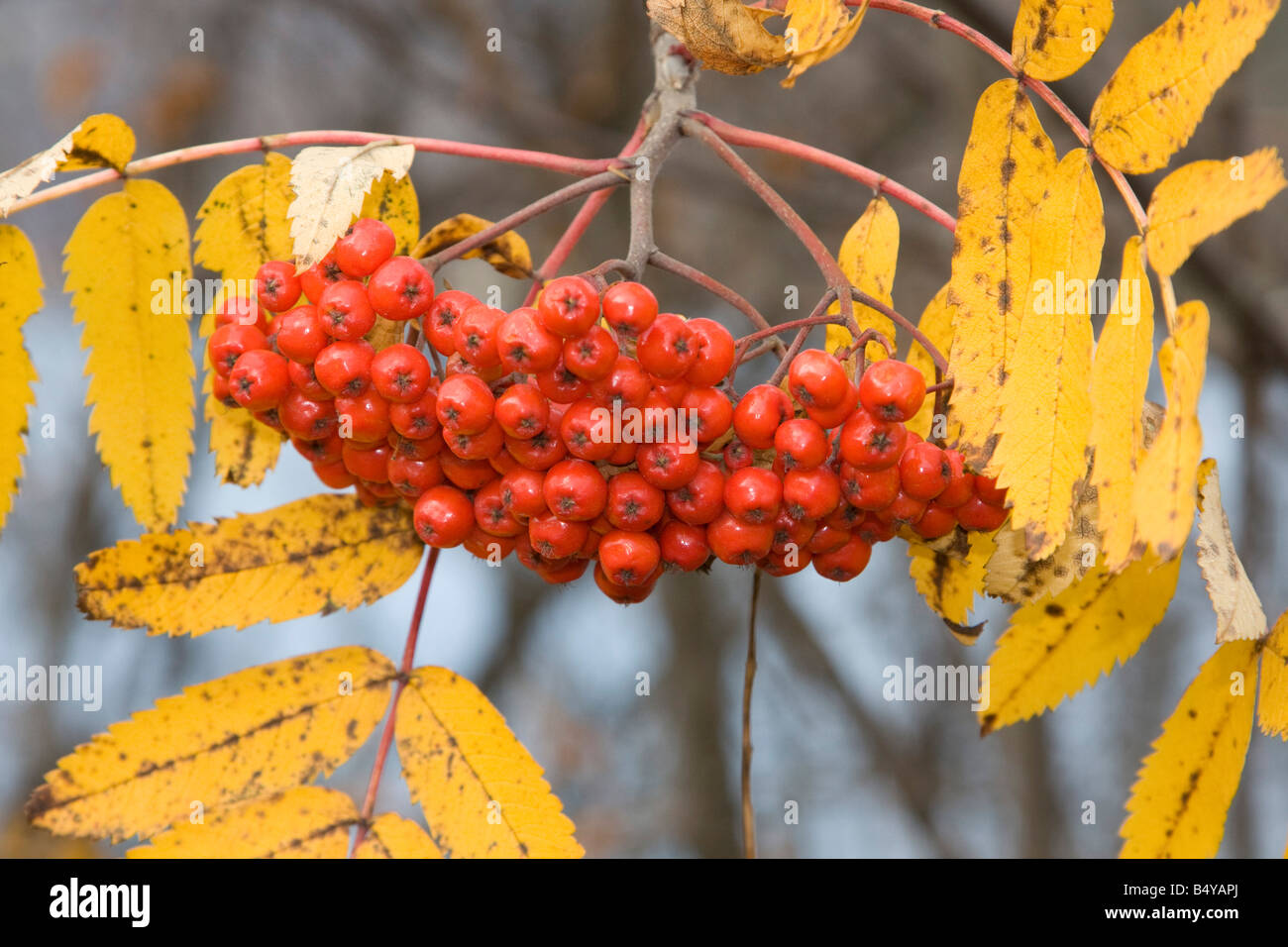 Rowan Tree Beeren Ende des Herbstes Kvaløya Insel Troms arktischen Nordnorwegen Stockfoto