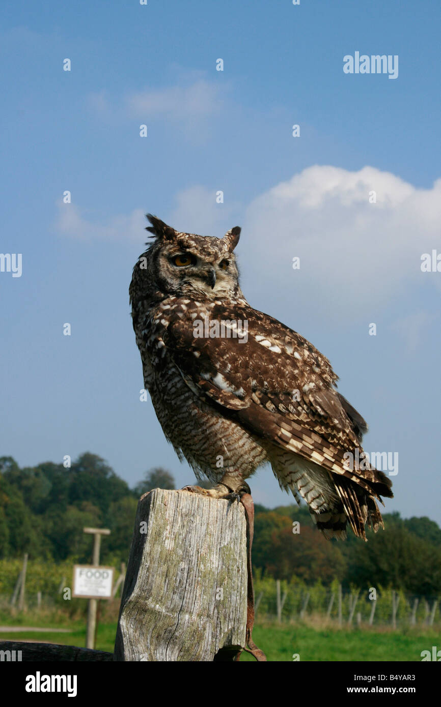 Afrikanische Uhu bei der Raptor-Zentrum in Groombridge gesichtet Stockfoto