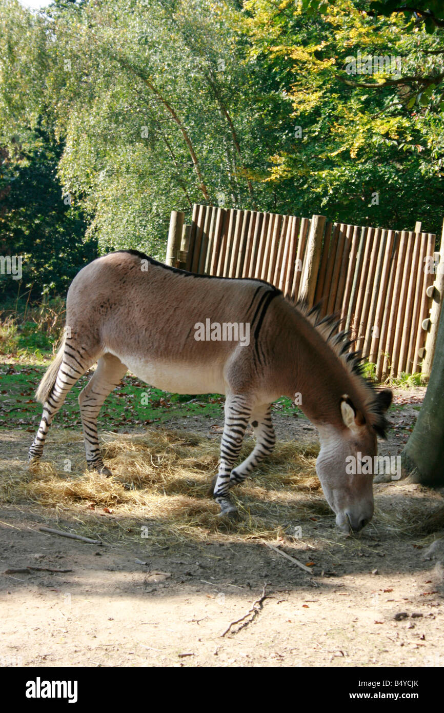 Ein Zeedonk am Groombridge Place, Kent Stockfoto